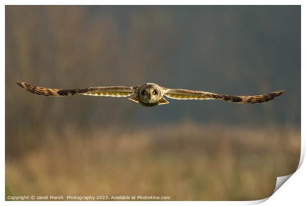 Hunting-Short Eared Owl Norfolk Print by Janet Marsh  Photography