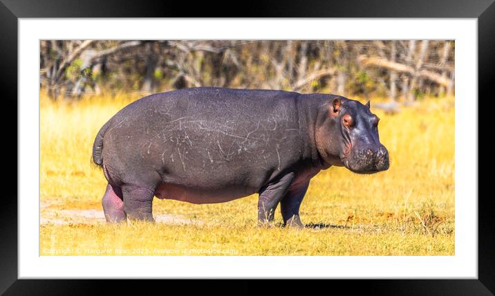 Hippo out of water Framed Mounted Print by Margaret Ryan