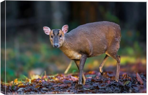 Autumn Serenity: Muntjac in Leaves Canvas Print by Stephen Young