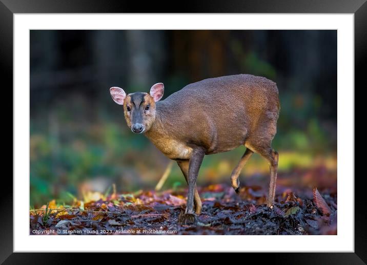 Autumn Serenity: Muntjac in Leaves Framed Mounted Print by Stephen Young