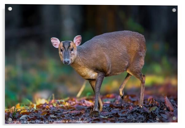 Autumn Serenity: Muntjac in Leaves Acrylic by Stephen Young