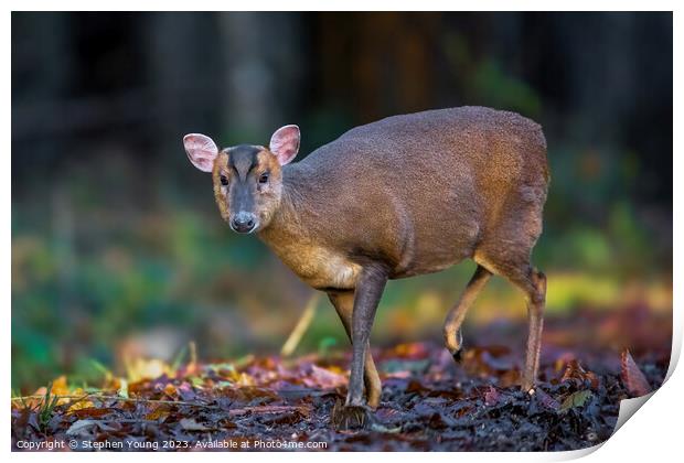 Autumn Serenity: Muntjac in Leaves Print by Stephen Young