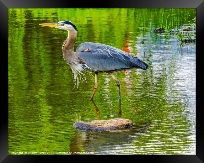 Great Blue Heron Pond Vanier Park Vancouver Canada Framed Print by William Perry