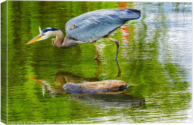 Great Blue Heron Pond Vanier Park Vancouver British Columbia Can Canvas Print by William Perry