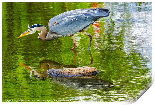 Great Blue Heron Pond Vanier Park Vancouver British Columbia Can Print by William Perry
