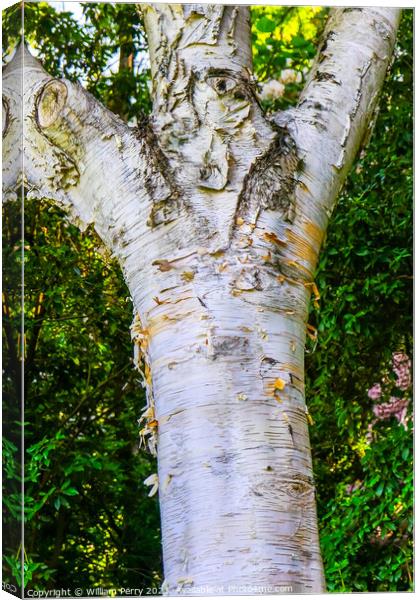 Himalayan White Birch Tree Van Dusen Garden Vancouver British Co Canvas Print by William Perry