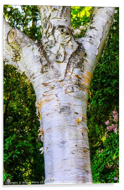 Himalayan White Birch Tree Van Dusen Garden Vancouver British Co Acrylic by William Perry