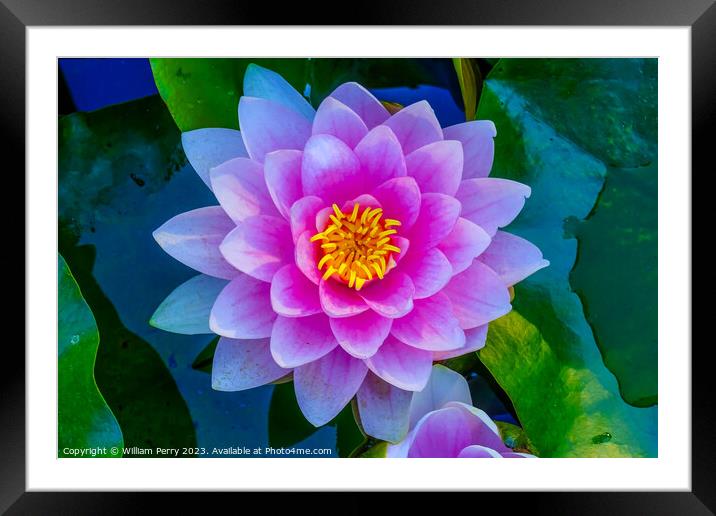 Pink Water Lily Pads Van Dusen Garden Vancouver British Columbia Framed Mounted Print by William Perry