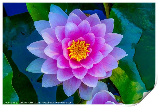 Pink Water Lily Pads Van Dusen Garden Vancouver British Columbia Print by William Perry