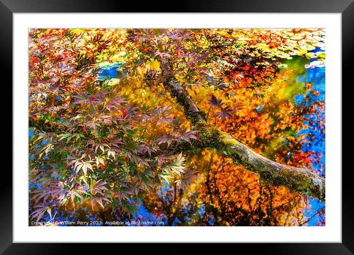 Red Yellow Orange Japanese Maple Trees Reflection Abstract Framed Mounted Print by William Perry