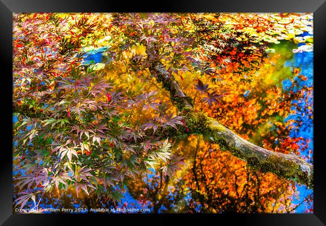 Red Yellow Orange Japanese Maple Trees Reflection Abstract Framed Print by William Perry