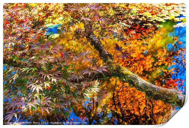 Red Yellow Orange Japanese Maple Trees Reflection Abstract Print by William Perry