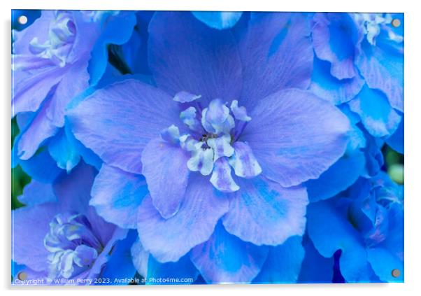 Light Blue Delphinium Larkspur Van Dusen Garden Vancouver Britis Acrylic by William Perry