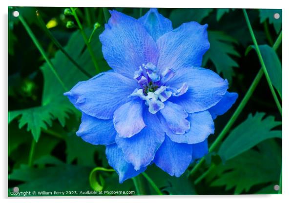Light Blue Delphinium Larkspur Van Dusen Garden Vancouver Britis Acrylic by William Perry