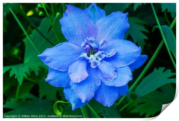 Light Blue Delphinium Larkspur Van Dusen Garden Vancouver Britis Print by William Perry