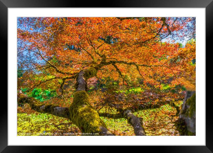 Red Orange Japanese Maple Tree Van Dusen Garden Vancouver Canada Framed Mounted Print by William Perry