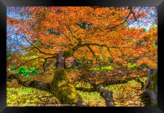 Red Orange Japanese Maple Tree Van Dusen Garden Vancouver Canada Framed Print by William Perry
