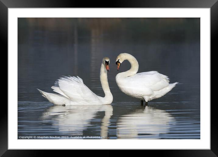 Swan Lake Framed Mounted Print by Stephen Noulton