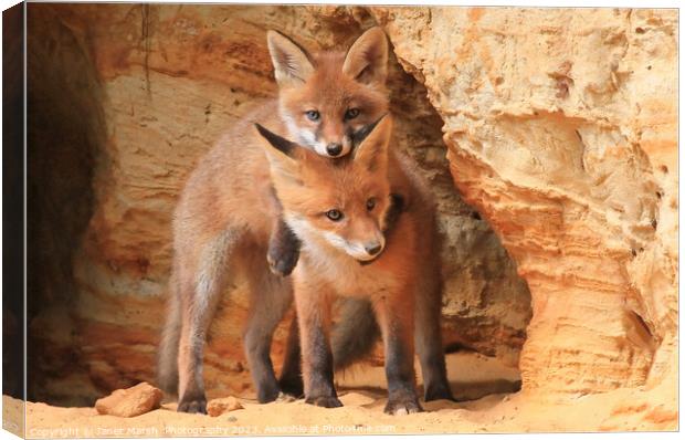 Lean on me - Fox siblings playing Canvas Print by Janet Marsh  Photography