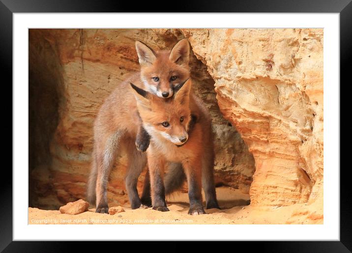 Lean on me - Fox siblings playing Framed Mounted Print by Janet Marsh  Photography