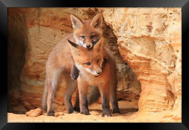 Lean on me - Fox siblings playing Framed Print by Janet Marsh  Photography