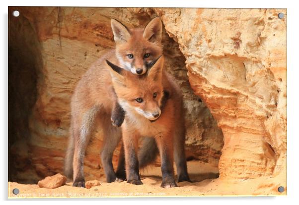 Lean on me - Fox siblings playing Acrylic by Janet Marsh  Photography