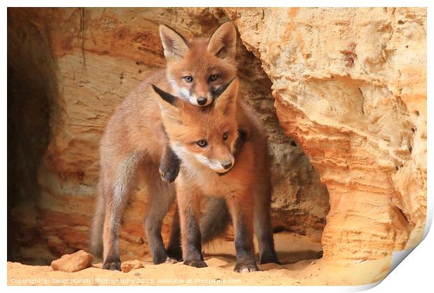 Lean on me - Fox siblings playing Print by Janet Marsh  Photography