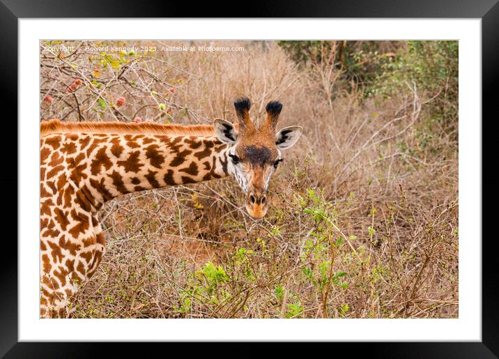 Giraffe looking into the camera Framed Mounted Print by Howard Kennedy