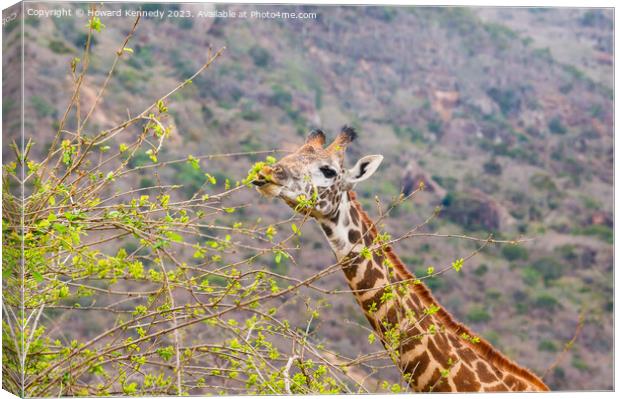 Giraffe showing blue tongue Canvas Print by Howard Kennedy