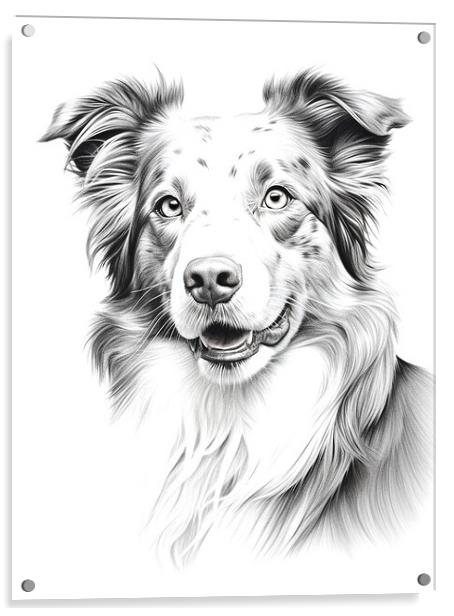 Australian Shepherd Dog Pencil Drawing Acrylic by K9 Art