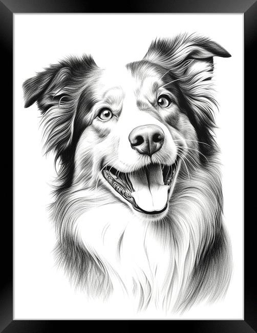 Australian Shepherd Dog Pencil Drawing Framed Print by K9 Art