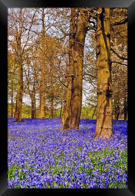 Bluebell Woods Greys Court Oxfordshire England UK Framed Print by Andy Evans Photos