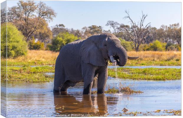Quenching a big thirst. Canvas Print by Margaret Ryan