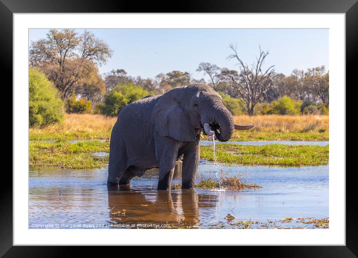 Quenching a big thirst. Framed Mounted Print by Margaret Ryan