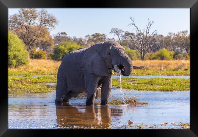 Quenching a big thirst. Framed Print by Margaret Ryan
