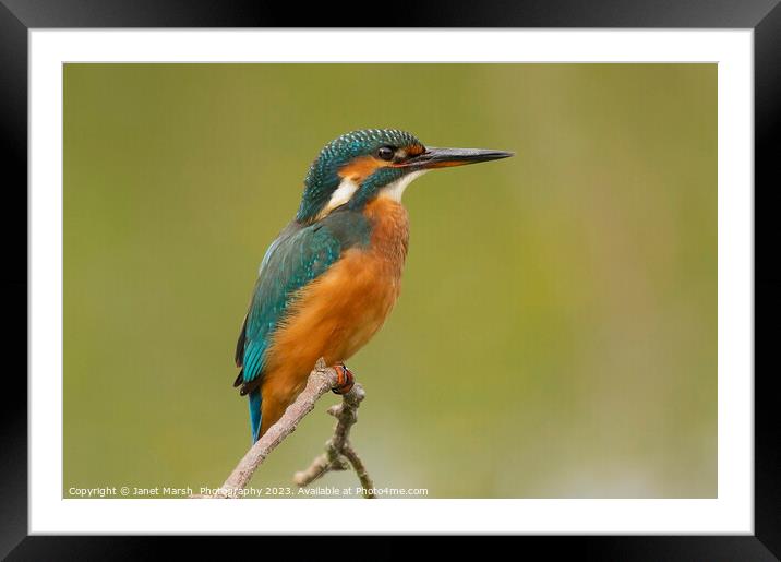 Kingfisher-Portrait Framed Mounted Print by Janet Marsh  Photography