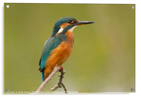 Kingfisher-Portrait Acrylic by Janet Marsh  Photography