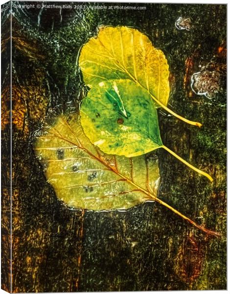 Autumn Colour  Canvas Print by Matthew Balls