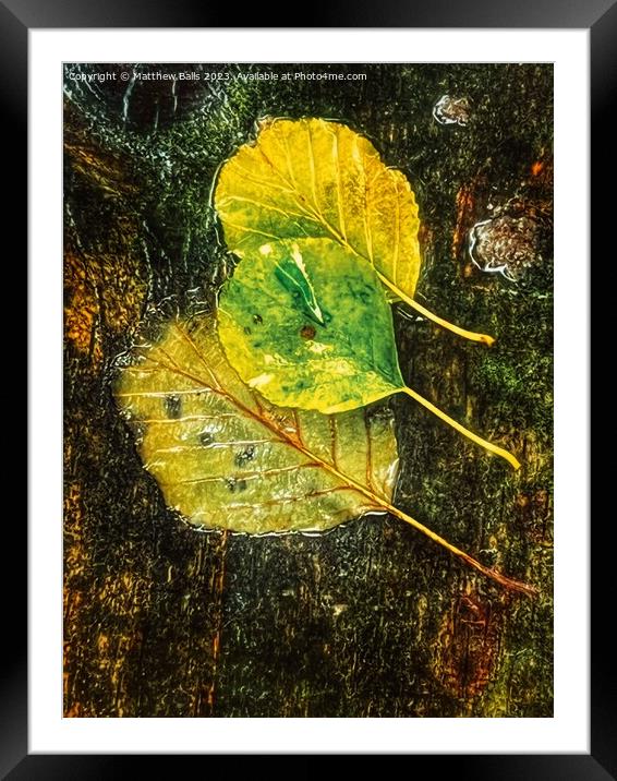 Autumn Colour  Framed Mounted Print by Matthew Balls