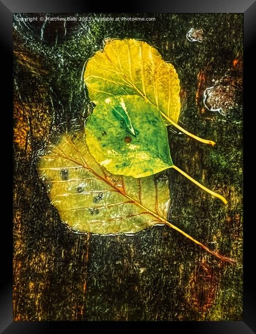 Autumn Colour  Framed Print by Matthew Balls