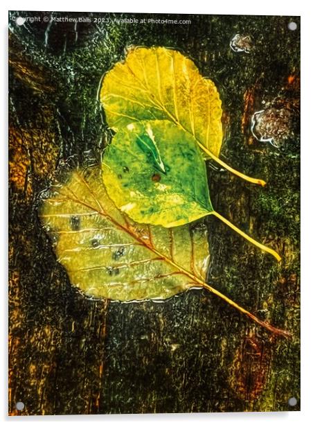 Autumn Colour  Acrylic by Matthew Balls