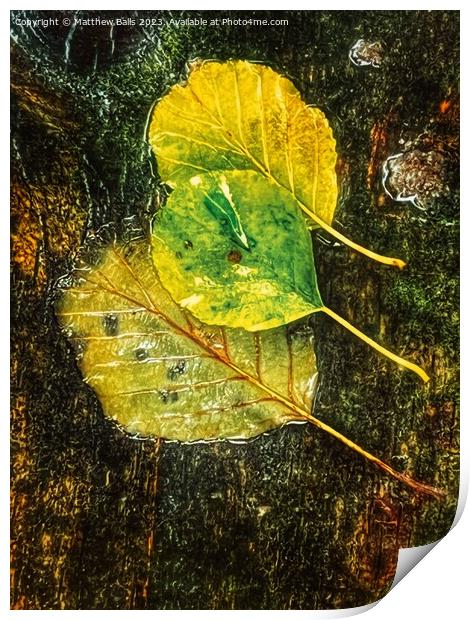 Autumn Colour  Print by Matthew Balls
