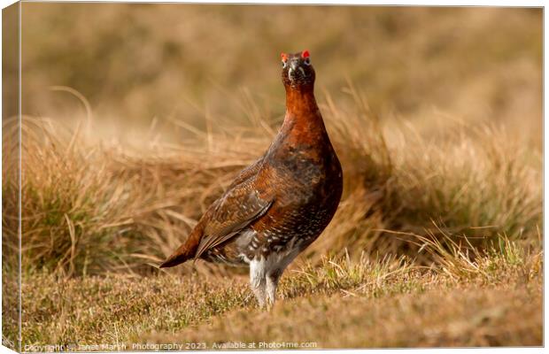 Red Grouse-Portrait Canvas Print by Janet Marsh  Photography
