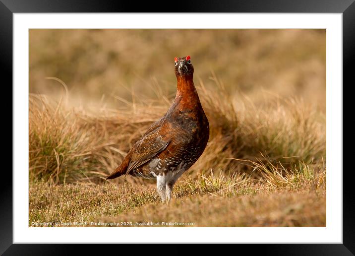 Red Grouse-Portrait Framed Mounted Print by Janet Marsh  Photography