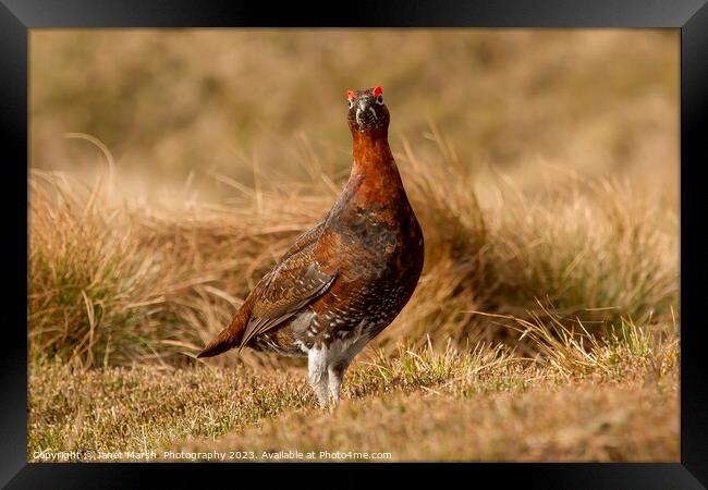 Red Grouse-Portrait Framed Print by Janet Marsh  Photography