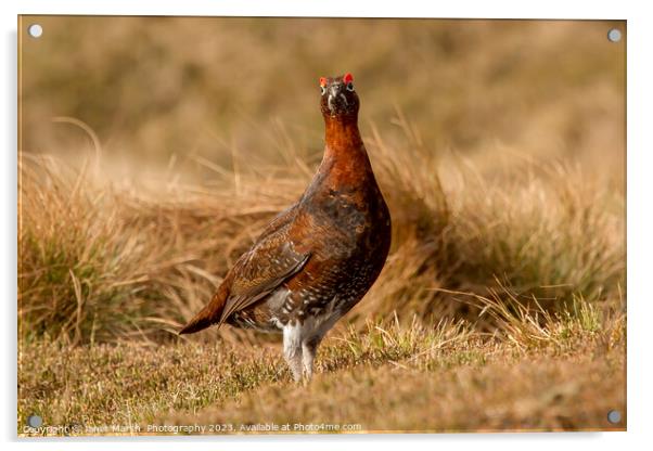 Red Grouse-Portrait Acrylic by Janet Marsh  Photography