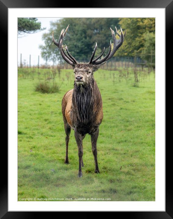 Highland Stag Framed Mounted Print by Rodney Hutchinson