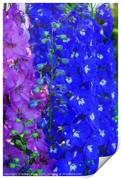 Pink Blue Delphinium Larkspur Van Dusen Garden Vancouver British Print by William Perry