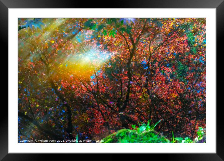 Red Orange Japanese Maple Trees Reflection Abstract Van Dusen Ga Framed Mounted Print by William Perry
