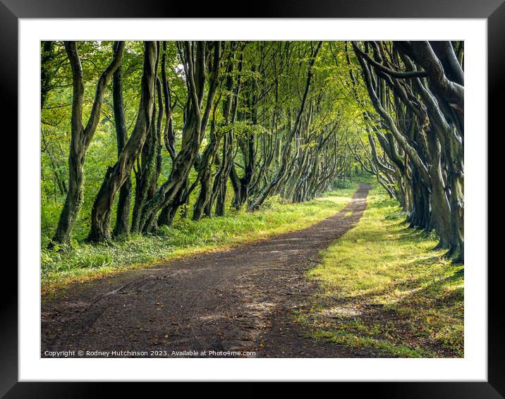 Line of Trees Framed Mounted Print by Rodney Hutchinson